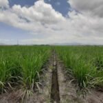 Holding Perkebunan Nusantara Dukung Ketahanan Pangan, PTPN I Masuk Bisnis Singkong dan Jagung Holding Perkebunan Nusantara Dukung Ketahanan Pangan, PTPN I Masuk Bisnis Singkong dan Jagung