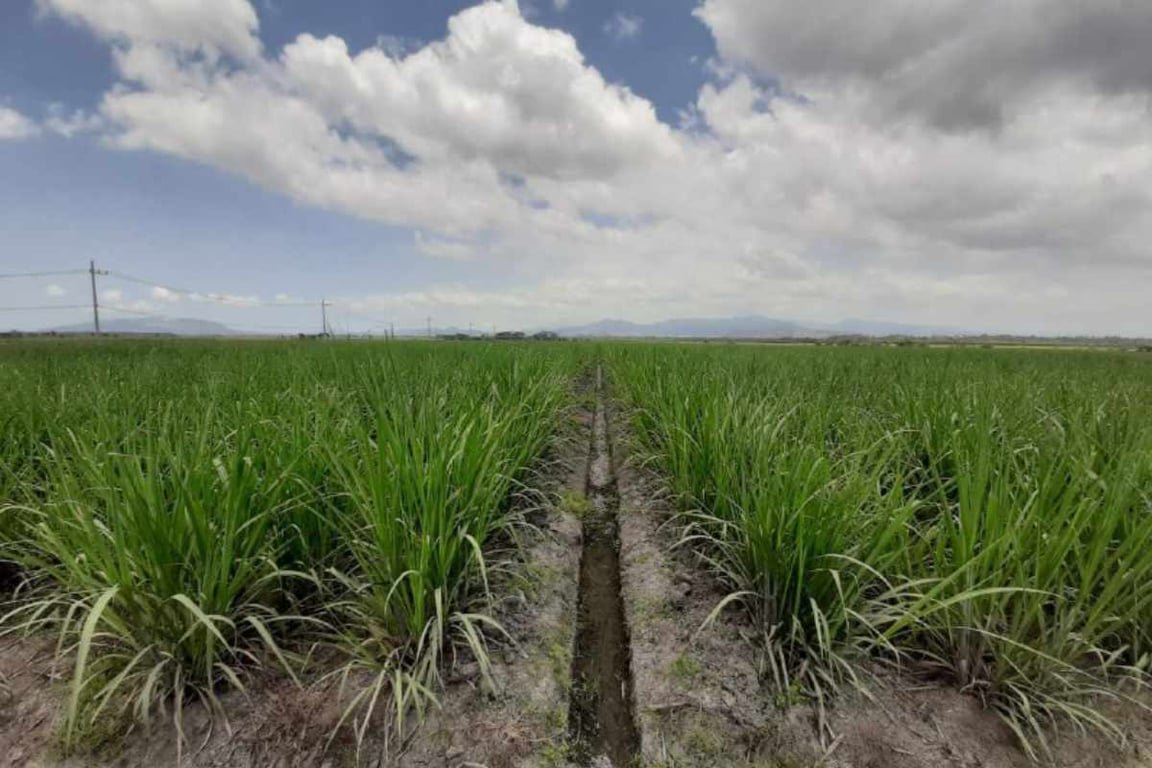 Holding Perkebunan Nusantara Dukung Ketahanan Pangan, PTPN I Masuk Bisnis Singkong dan Jagung Holding Perkebunan Nusantara Dukung Ketahanan Pangan, PTPN I Masuk Bisnis Singkong dan Jagung