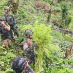 Jenderal Lucky Avianto Turun Gunung Hancurkan Ladang Ganja Di Pedalaman Rimba, Paska ‘Dilegalkan’ OPM Papua Jenderal Lucky Avianto Turun Gunung Hancurkan Ladang Ganja Di Pedalaman Rimba, Paska ‘Dilegalkan’ OPM Papua