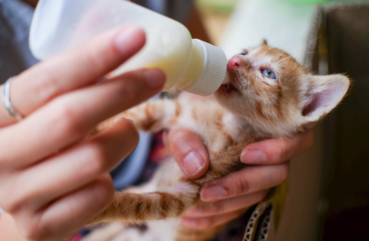 Panduan Memberikan Susu pada Anak Kucing Sesuai Kebutuhan Panduan Memberikan Susu pada Anak Kucing Sesuai Kebutuhan