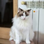 Mengenal Ragdoll Cat dan Pemeliharaan Bulunya Mengenal Ragdoll Cat dan Pemeliharaan Bulunya
