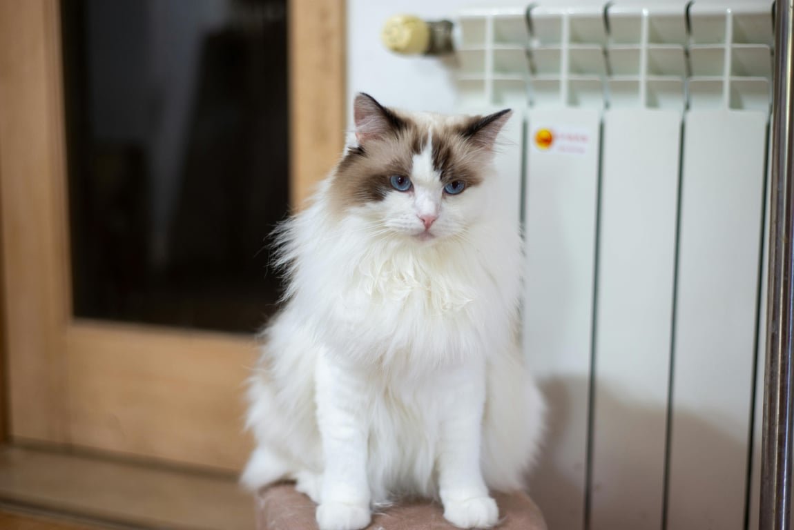 Mengenal Ragdoll Cat dan Pemeliharaan Bulunya Mengenal Ragdoll Cat dan Pemeliharaan Bulunya