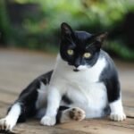Penyebab Perut Kucing Membesar dan Cara Mengatasinya Penyebab Perut Kucing Membesar dan Cara Mengatasinya
