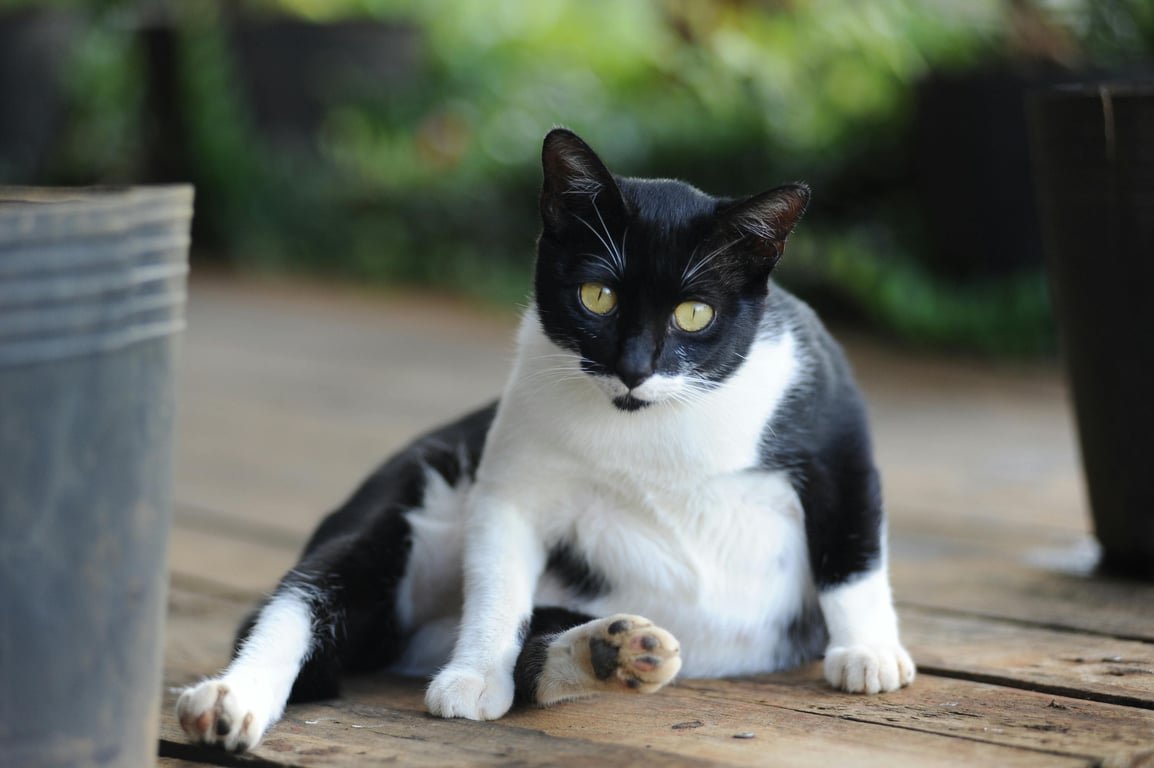 Penyebab Perut Kucing Membesar dan Cara Mengatasinya Penyebab Perut Kucing Membesar dan Cara Mengatasinya
