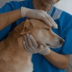 Kenali Tanda Anjing Rabies dan Langkah Penanganannya Kenali Tanda Anjing Rabies dan Langkah Penanganannya