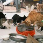 5 Kelebihan Adopsi Kucing Dari Shelter 5 Kelebihan Adopsi Kucing Dari Shelter