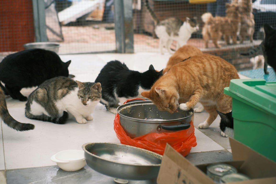 5 Kelebihan Adopsi Kucing Dari Shelter