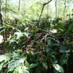 Holding Perkebunan Nusantara Dorong Kinerja Kopi PalmCo Tetap Solid di Tengah Tekanan Cuaca Holding Perkebunan Nusantara Dorong Kinerja Kopi PalmCo Tetap Solid di Tengah Tekanan Cuaca
