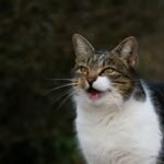 Mengenal Berbagai Suara Kucing dan Maknanya Mengenal Berbagai Suara Kucing dan Maknanya