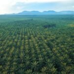 Gangguan Premanisme di Perkebunan Sawit Ancaman Nyata bagi Ketahanan Energi Nasional. Gangguan Premanisme di Perkebunan Sawit Ancaman Nyata bagi Ketahanan Energi Nasional.