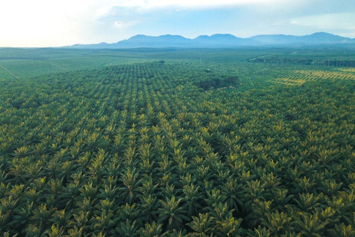 Gangguan Premanisme di Perkebunan Sawit Ancaman Nyata bagi Ketahanan Energi Nasional. Gangguan Premanisme di Perkebunan Sawit Ancaman Nyata bagi Ketahanan Energi Nasional.