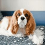 Kenapa Cavalier King Charles Spaniel Jadi Salah Satu Doggy Favorit Pecinta Hewan Kenapa Cavalier King Charles Spaniel Jadi Salah Satu Doggy Favorit Pecinta Hewan