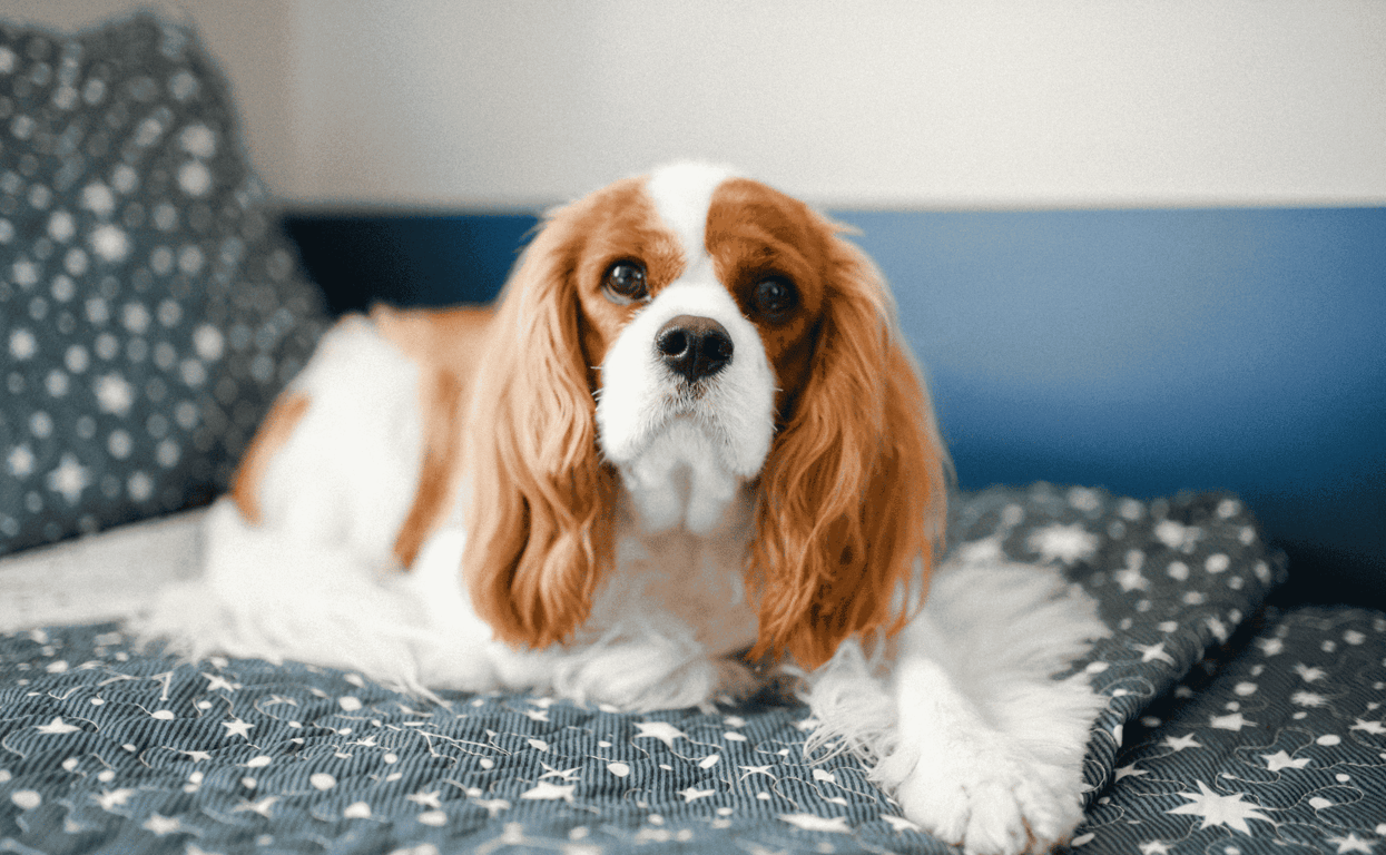 Kenapa Cavalier King Charles Spaniel Jadi Salah Satu Doggy Favorit Pecinta Hewan Kenapa Cavalier King Charles Spaniel Jadi Salah Satu Doggy Favorit Pecinta Hewan
