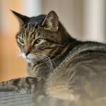 Mengenal Kucing Mujair, Kucing Lokal dengan Karakter Unik yang Banyak Disukai Mengenal Kucing Mujair, Kucing Lokal dengan Karakter Unik yang Banyak Disukai