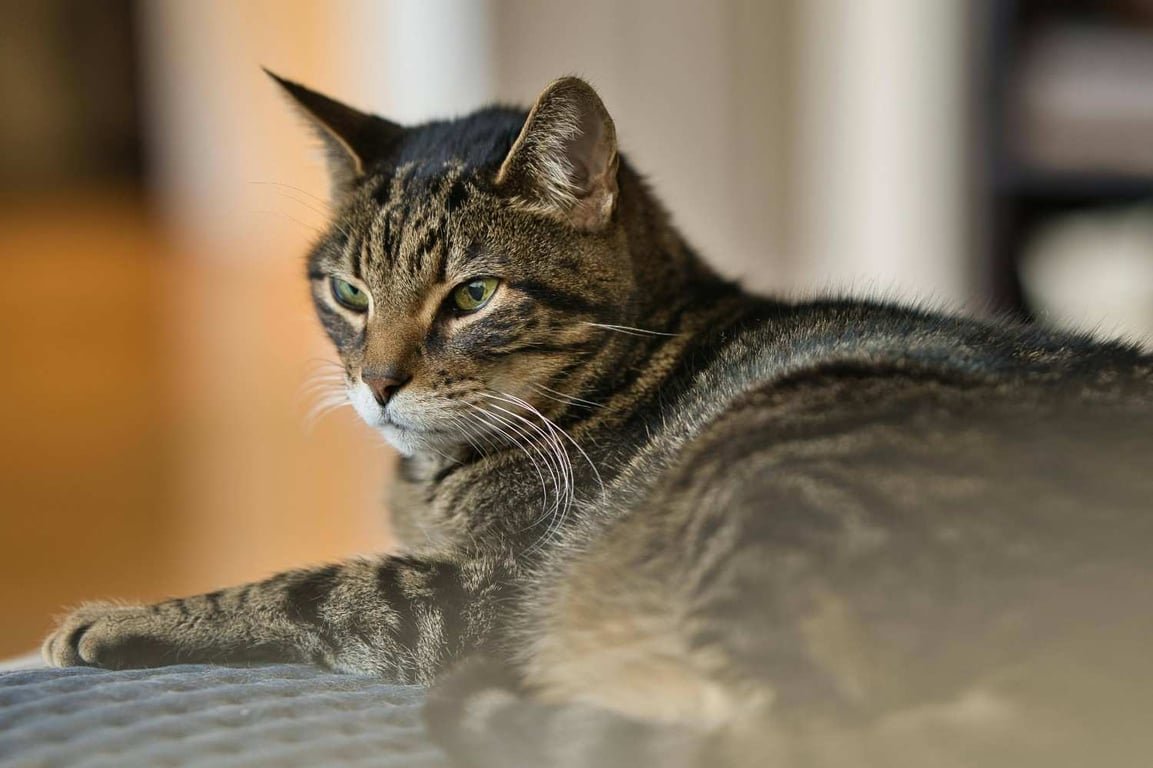 Mengenal Kucing Mujair, Kucing Lokal dengan Karakter Unik yang Banyak Disukai Mengenal Kucing Mujair, Kucing Lokal dengan Karakter Unik yang Banyak Disukai