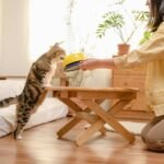 Tren Cat Food Minim Pengawet Semakin Diminati di Indonesia Tren Cat Food Minim Pengawet Semakin Diminati di Indonesia