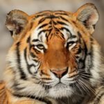 India Dorong Aliansi Global untuk Lindungi Kucing Besar Dunia lewat IBCA Summit 2026 India Dorong Aliansi Global untuk Lindungi Kucing Besar Dunia lewat IBCA Summit 2026