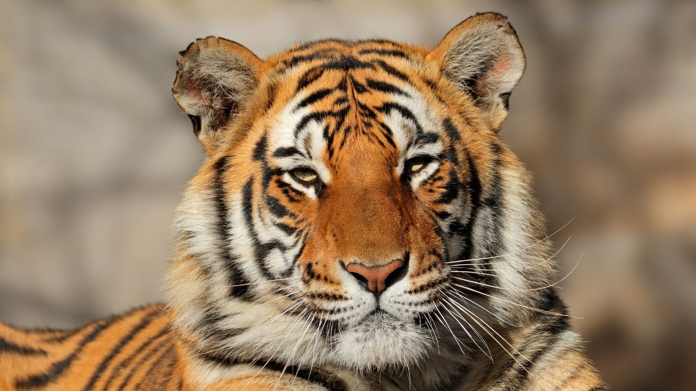 India Dorong Aliansi Global untuk Lindungi Kucing Besar Dunia lewat IBCA Summit 2026 India Dorong Aliansi Global untuk Lindungi Kucing Besar Dunia lewat IBCA Summit 2026