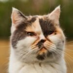 Jangan Panik, Ini Langkah Awal Saat Mata Kucing Mulai Bermasalah Jangan Panik, Ini Langkah Awal Saat Mata Kucing Mulai Bermasalah