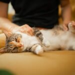 Posisi Tidur Kucing Ternyata Bisa Menunjukkan Kondisi dan Perasaannya Posisi Tidur Kucing Ternyata Bisa Menunjukkan Kondisi dan Perasaannya