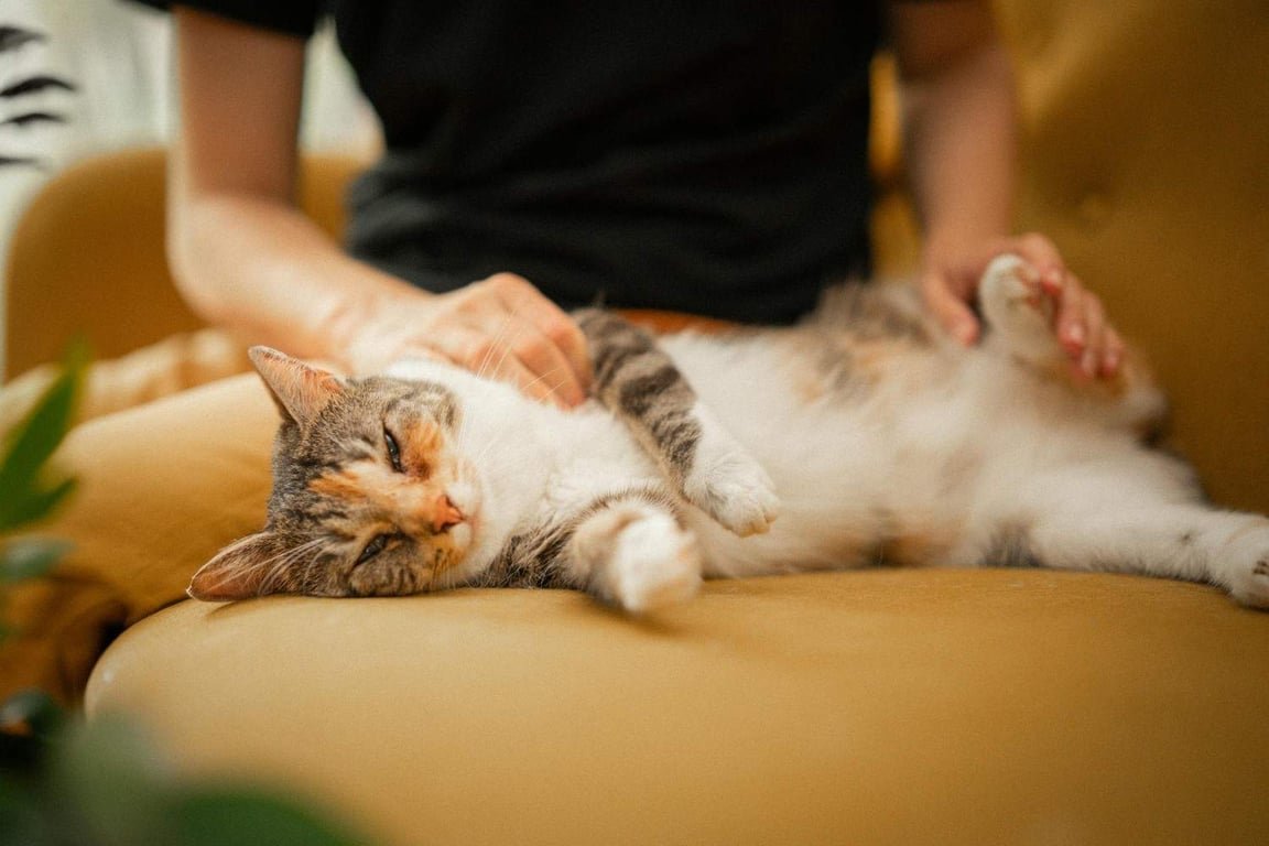 Posisi Tidur Kucing Ternyata Bisa Menunjukkan Kondisi dan Perasaannya Posisi Tidur Kucing Ternyata Bisa Menunjukkan Kondisi dan Perasaannya