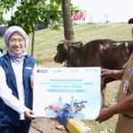 PT Pelindo Sinergi Lokaseva Berbagi Hewan Kurban, Perkuat Kepedulian Sosial dan Dukung Peternak Lokal