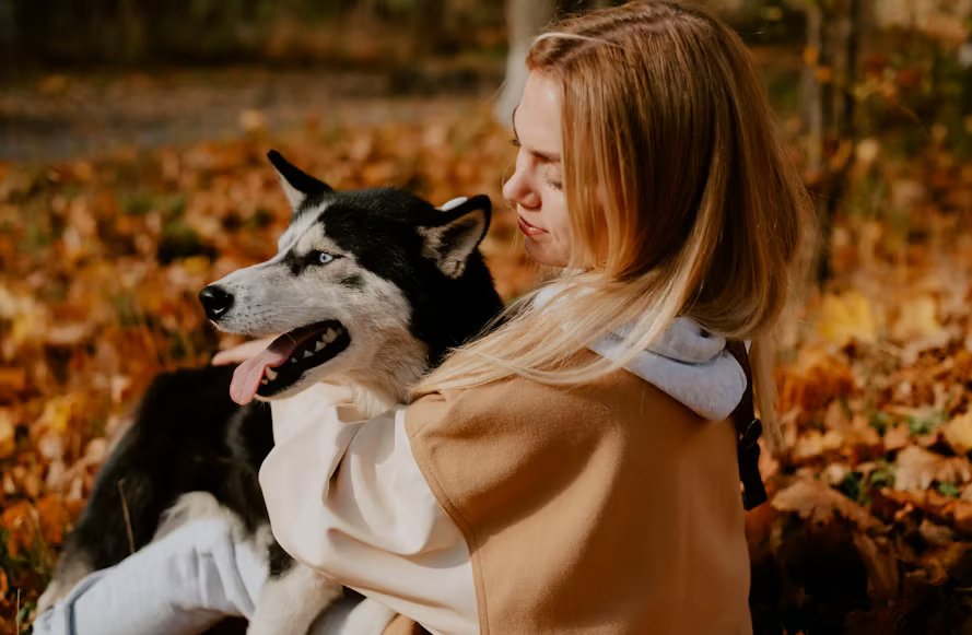 Sering Dianggap Mirip Serigala, Ini Fakta Menarik tentang Anjing Husky Sering Dianggap Mirip Serigala, Ini Fakta Menarik tentang Anjing Husky