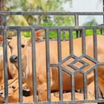 Holding Perkebunan Nusantara Tebar Manfaat Idul Adha, 1.713 Hewan Kurban PalmCo Disalurkan ke Berbagai Daerah Holding Perkebunan Nusantara Tebar Manfaat Idul Adha, 1.713 Hewan Kurban PalmCo Disalurkan ke Berbagai Daerah
