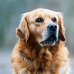 Golden Retriever Anjing Pintar yang Cocok Dipelihara Pemula