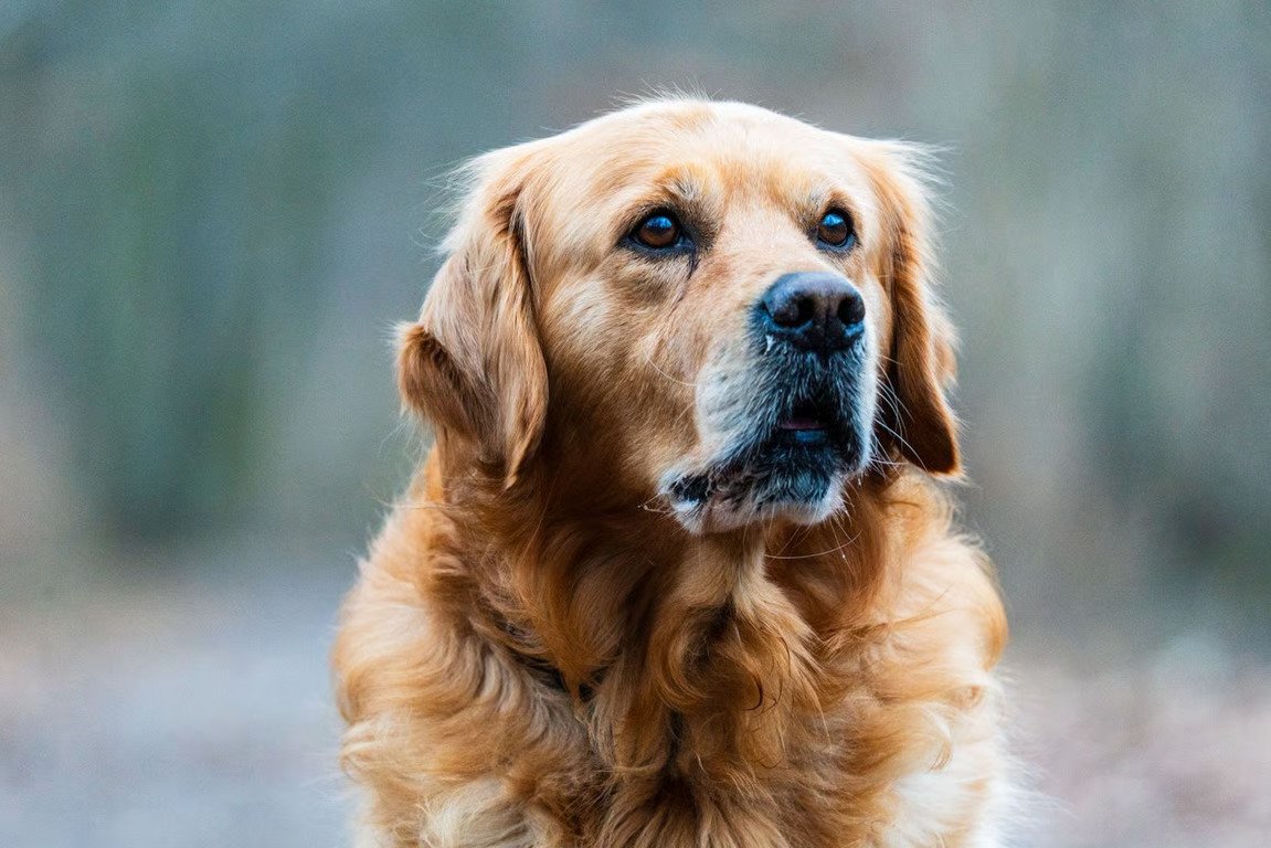 Golden Retriever Anjing Pintar yang Cocok Dipelihara Pemula Golden Retriever Anjing Pintar yang Cocok Dipelihara Pemula
