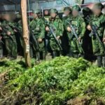 5.000 Batang Ganja Terungkap, TNI Habema Gagalkan Peredaran Narkotika 5.000 Batang Ganja Terungkap, TNI Habema Gagalkan Peredaran Narkotika