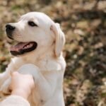 Dog Training Tips di Rumah Agar Anjing Pintar