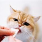 Vitamin Kucing untuk Menjaga Kesehatan Kulit dan Bulu Vitamin Kucing untuk Menjaga Kesehatan Kulit dan Bulu