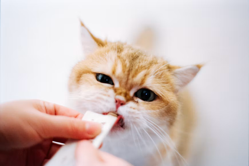 Vitamin Kucing untuk Menjaga Kesehatan Kulit dan Bulu Vitamin Kucing untuk Menjaga Kesehatan Kulit dan Bulu