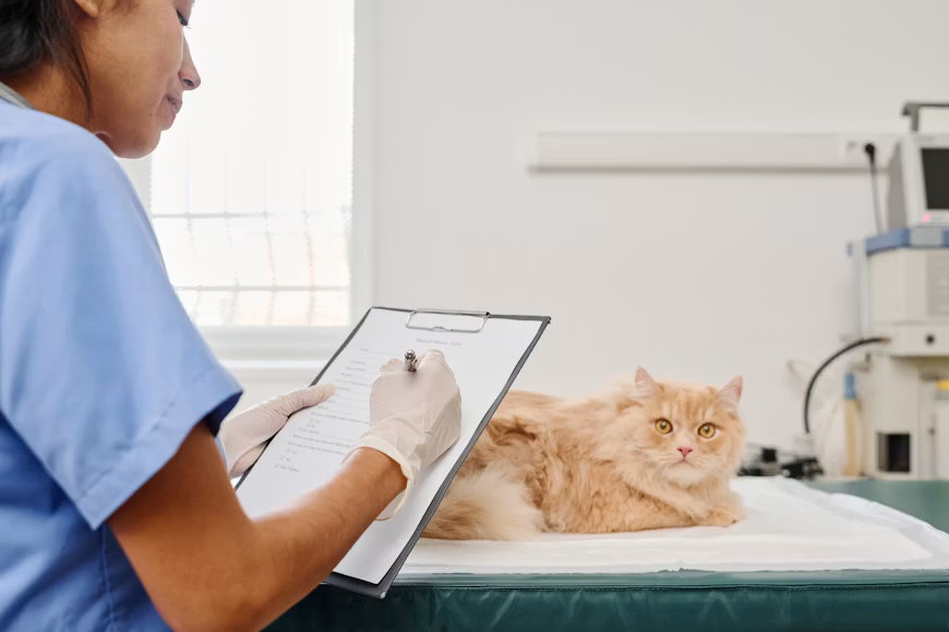 Cara Memilih Obat Diare Kucing yang Aman dan Efektif Cara Memilih Obat Diare Kucing yang Aman dan Efektif